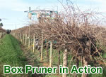 Box Pruner Photo